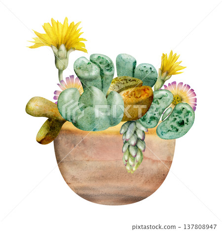 Flowering lithops living stone plants, trailing sedum shoots. Succulents desert garden in terracotta ceramic pot. Illustration hand drawn in watercolor. Urban gardening magazine spreads, stickers Flowering lithops living stone plants, trailing sedum shoots. Succulents desert garden in terracotta ceramic pot. Illustration hand drawn in watercolor. Urban gardening magazine spreads, stickers 137808947