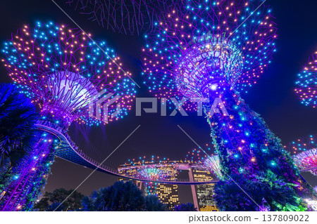 Low-angle view of the Supertree Grove at Gardens by the Bay in Singapore, there is an exhilarating light and musical show at night. Low-angle view of the Supertree Grove at Gardens by the Bay in Singapore, there is an exhilarating light and musical show at night. 137809022