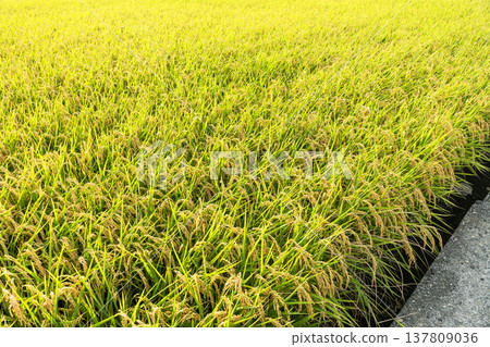 Rice crops are soon to be harvested in the paddy fields of Taiwan. Rice crops are soon to be harvested in the paddy fields of Taiwan. 137809036