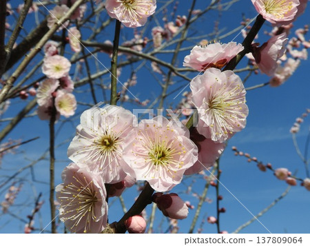 盛開的淡粉色梅花。 137809064