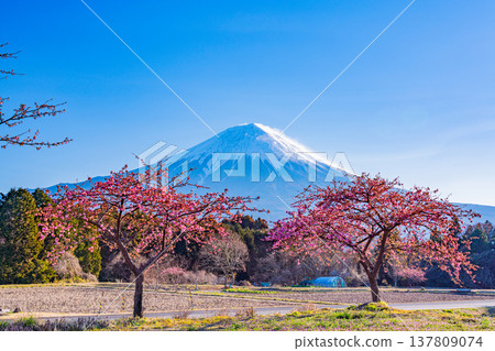 Kawazu cherry blossoms blooming in Fujinomiya, Shizuoka Prefecture, and Mount Fuji 137809074