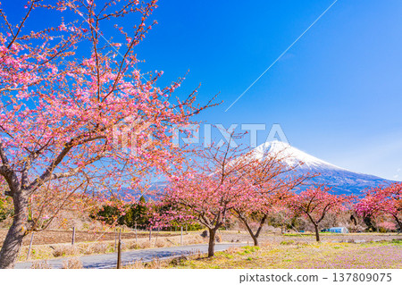 靜岡縣富士宮市和富士山上的河津櫻花盛開 137809075