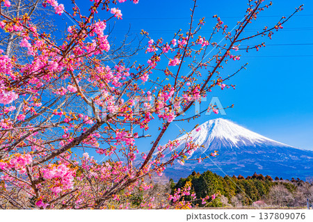 靜岡縣富士宮市和富士山上的河津櫻花盛開 137809076