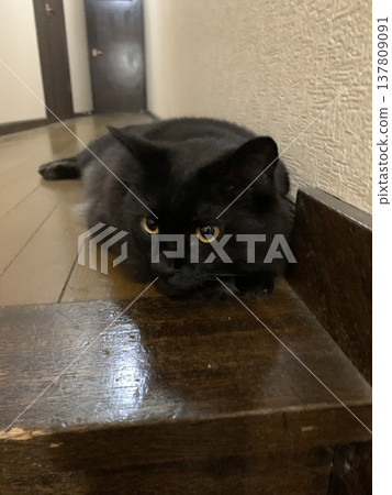 A black cat cooling off in the hallway A black cat cooling off in the hallway 137809091