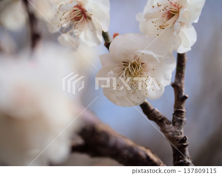 White plum blossoms, known as "Hakubotan," bloomed beautifully on a sunny March day. White plum blossoms, known as "Hakubotan," bloomed beautifully on a sunny March day. 137809115