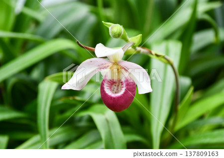 Phragmipedium schlimii Phragmipedium schlimii 137809163
