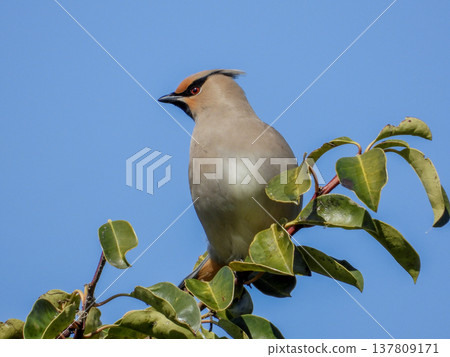 太平鳥飛來吃冬青樹的莓果。 137809171