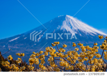 (Shizuoka Prefecture) Mitsumata flowers blooming in Fujinomiya and Mount Fuji 137809189