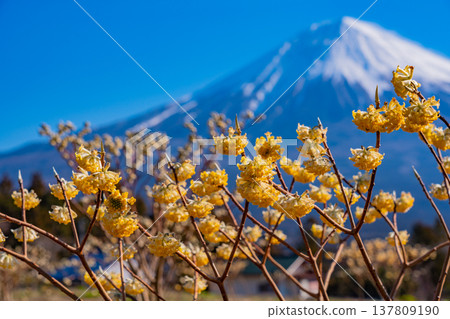 （靜岡縣）富士宮和富士山盛開的三股花 137809190