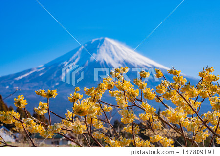 (Shizuoka Prefecture) Mitsumata flowers blooming in Fujinomiya and Mount Fuji (Shizuoka Prefecture) Mitsumata flowers blooming in Fujinomiya and Mount Fuji 137809191