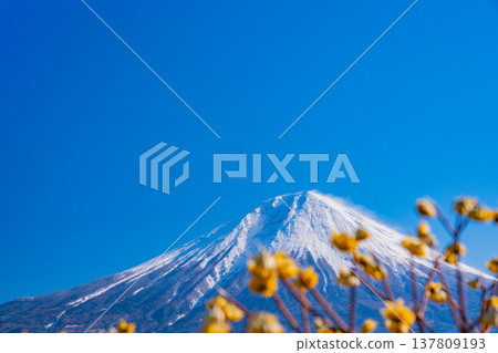 (靜岡縣)富士宮和富士山盛開的三股花 (靜岡縣)富士宮和富士山盛開的三股花 137809193