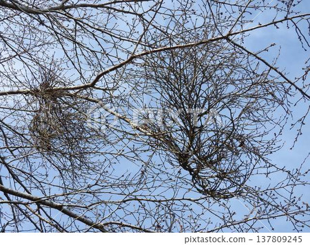 A cherry tree branch infected with witches' broom disease (a disease that causes abnormally dense growth of plant branches and leaves). A cherry tree branch infected with witches' broom disease (a disease that causes abnormally dense growth of plant branches and leaves). 137809245