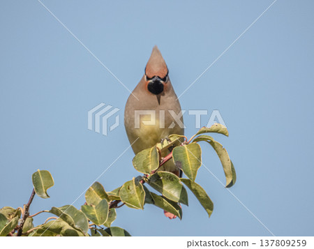 Bohemian waxwings come to eat the berries of the Ilex rotunda tree. 137809259