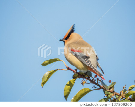 Bohemian waxwings come to eat the berries of the Ilex rotunda tree. Bohemian waxwings come to eat the berries of the Ilex rotunda tree. 137809260