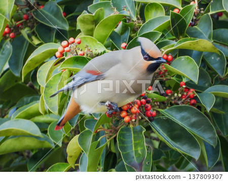 Bohemian waxwings come to eat the berries of the Ilex rotunda tree. 137809307