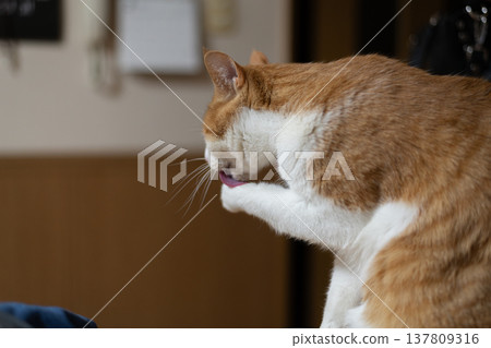 Grooming cat Brown tiger white 137809316