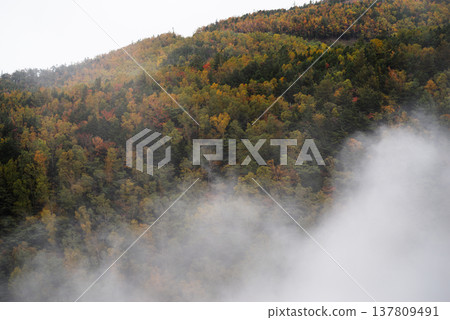 Autumn foliage in the forest and a beautiful sea of clouds Autumn foliage in the forest and a beautiful sea of clouds 137809491