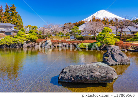 (Shizuoka Prefecture) Plum blossoms and Mount Fuji in the gardens of Taiseki-ji Temple 137809566