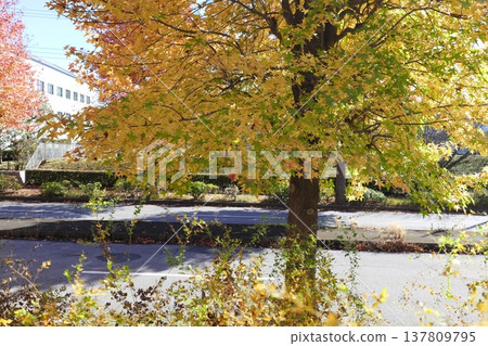 Walking around Inzai Walking around Inzai 137809795