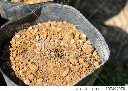 花盆裡播種的捲心菜種子 137809978