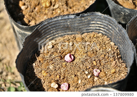 Snap pea seeds sown in a pot Snap pea seeds sown in a pot 137809980