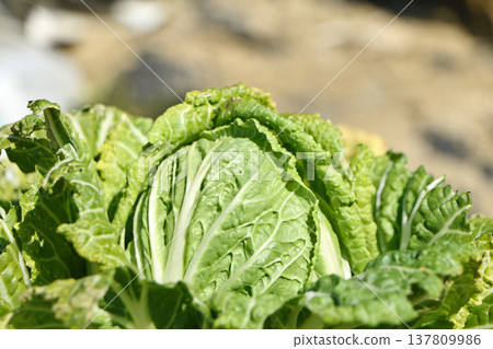 田裡長著大白菜 137809986