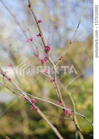 Tiny Pink Blossoms on Branches of Eastern Redbud Tree 137810082