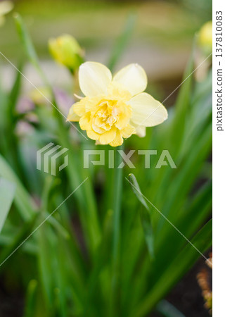 Close View of Double Yellow Narcissus Milena in Sunlight 137810083