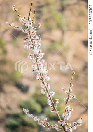 岡山縣(3月)【旅遊景點】湖畔公園賞櫻,櫻花盛開 岡山縣(3月)【旅遊景點】湖畔公園賞櫻,櫻花盛開 137810302