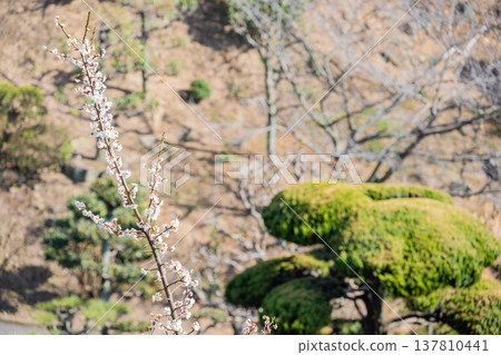 Okayama Prefecture (March) [Tourist Spot] Cherry Blossom Viewing in a Park with a Lake and Full Bloom 137810441