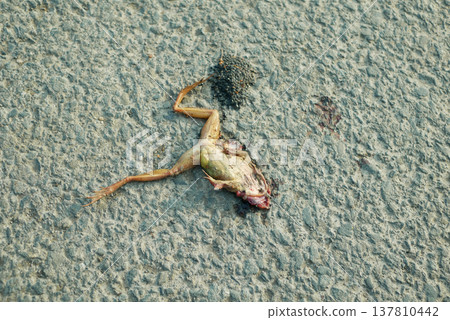 Agile frog dead road Rana dalmatina species amphibians crushed lying killed corpse sticks to the asphalt on the ground endangered mortality threat victim of vehicle collision with its internal organs Agile frog dead road Rana dalmatina species amphibians crushed lying killed corpse sticks to the asphalt on the ground endangered mortality threat victim of vehicle collision with its internal organs 137810442