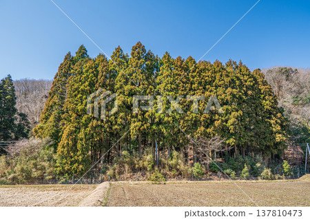 滋賀縣長濱市西淺井町琵琶湖針葉林 137810473
