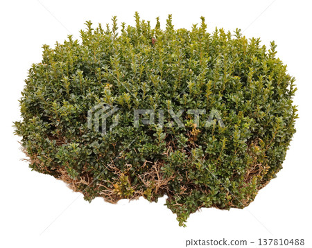 This green shrub shows a rounded shape and dense leaves, suitable for decoration or landscaping projects. It is cut out from its background, providing a clear view of its form This green shrub shows a rounded shape and dense leaves, suitable for decoration or landscaping projects. It is cut out from its background, providing a clear view of its form 137810488