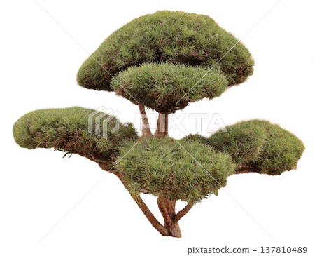 A bonsai tree features smooth brown branches supporting several rounded clusters of green leaves. The tree is carefully shaped and stands alone against a white backdrop, showcasing its form A bonsai tree features smooth brown branches supporting several rounded clusters of green leaves. The tree is carefully shaped and stands alone against a white backdrop, showcasing its form 137810489