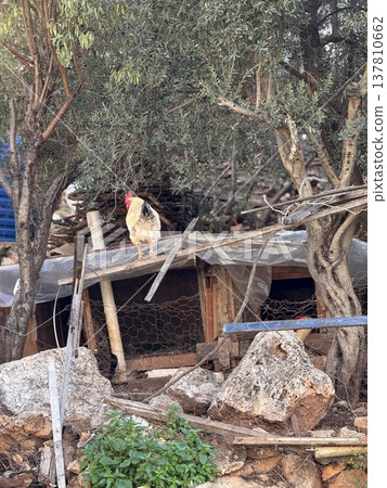 Rooster stands on coop amidst rural landscape with trees and rocks in natural setting Rooster stands on coop amidst rural landscape with trees and rocks in natural setting 137810662