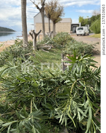 Tree branches cut and lying on ground near a lakeside path with distant trees and buildings Tree branches cut and lying on ground near a lakeside path with distant trees and buildings 137810663