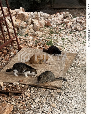 Feral cats gathered on a wooden board with stone background in outdoor setting 137810666