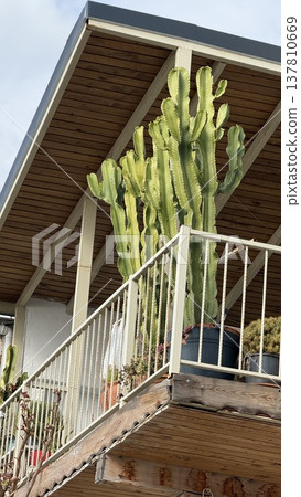 Cactus plants on a patio balcony surrounded by railings, sunlight casting shadows in the background Cactus plants on a patio balcony surrounded by railings, sunlight casting shadows in the background 137810669