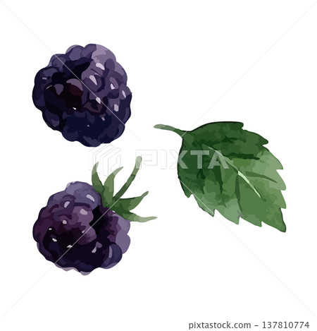 Watercolor-style illustration of a blackberry Watercolor-style illustration of a blackberry 137810774