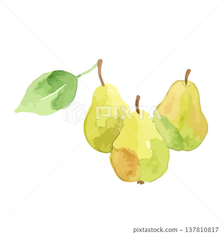 水彩風格的法國梨子插圖。 137810817