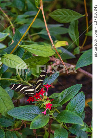 Zebra Longwing Butterfly on Red Flowers Zebra Longwing Butterfly on Red Flowers 137810845