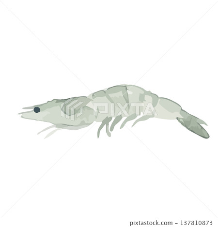Watercolor-style illustration of a shrimp 137810873