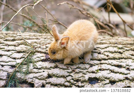 Young rabbit walking on tree trunk in forest environment. Wildlife and small animal behavior in nature, soft natural light and woodland habitat scene 137810882