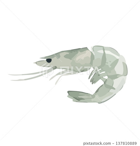 Watercolor-style illustration of a shrimp Watercolor-style illustration of a shrimp 137810889