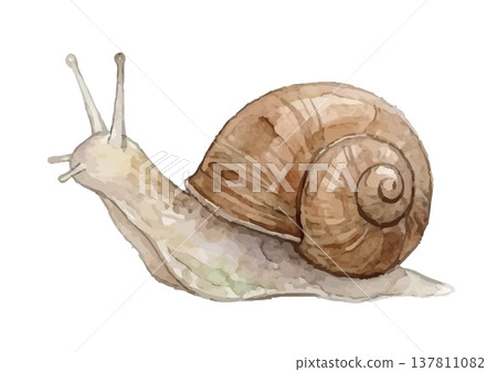 Watercolor-style illustration of a snail Watercolor-style illustration of a snail 137811082