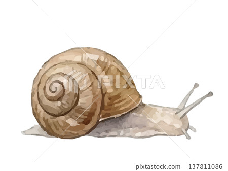 Watercolor-style illustration of a snail Watercolor-style illustration of a snail 137811086