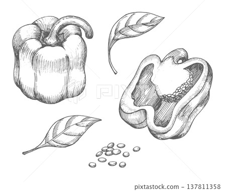 Set of the bell pepper. Vector ink styled handmade illustration. For packaging design, cards, cover, prints, product labels and fabric. Set of the bell pepper. Vector ink styled handmade illustration. For packaging design, cards, cover, prints, product labels and fabric. 137811358