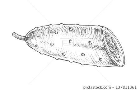 Half of the cucumber. Vector ink styled handmade illustration. For packaging design, cards, cover, prints, product labels and fabric. Half of the cucumber. Vector ink styled handmade illustration. For packaging design, cards, cover, prints, product labels and fabric. 137811361