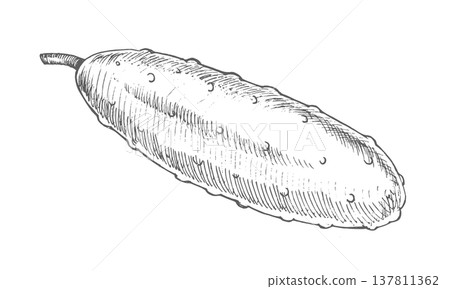 Cucumber. Vector ink styled handmade illustration. For packaging design, cards, cover, prints, product labels and fabric. Cucumber. Vector ink styled handmade illustration. For packaging design, cards, cover, prints, product labels and fabric. 137811362