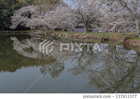 在鮮為人知的天理市內山永久寺,池塘周圍的櫻花盛開,景色令人嘆為觀止。 在鮮為人知的天理市內山永久寺,池塘周圍的櫻花盛開,景色令人嘆為觀止。 137811377